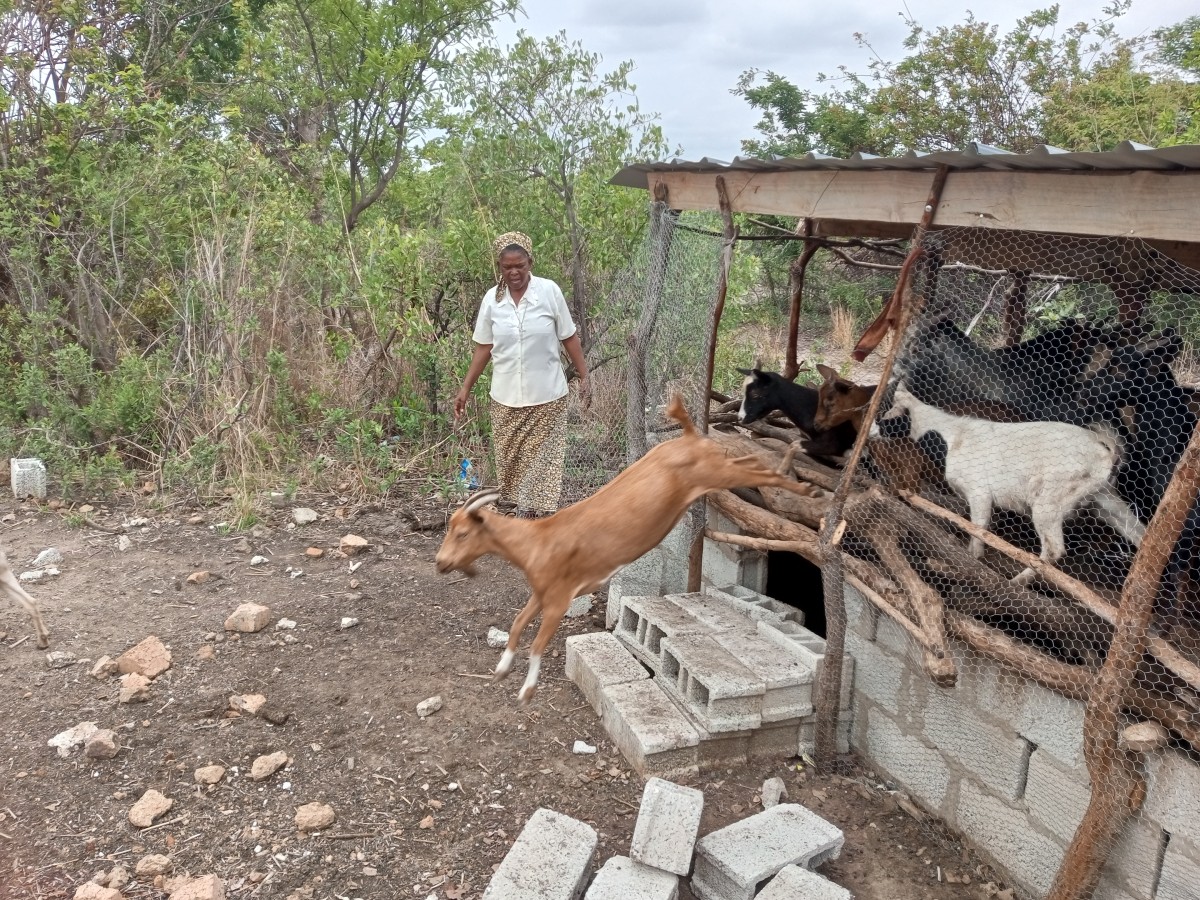 Zambia Goat Farm