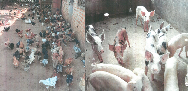 Uganda Piggery